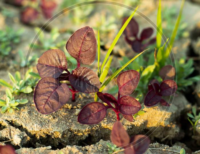 The Deep Reddish Coloured Leaves Or Red Leaf Or Spinach Or Creeper