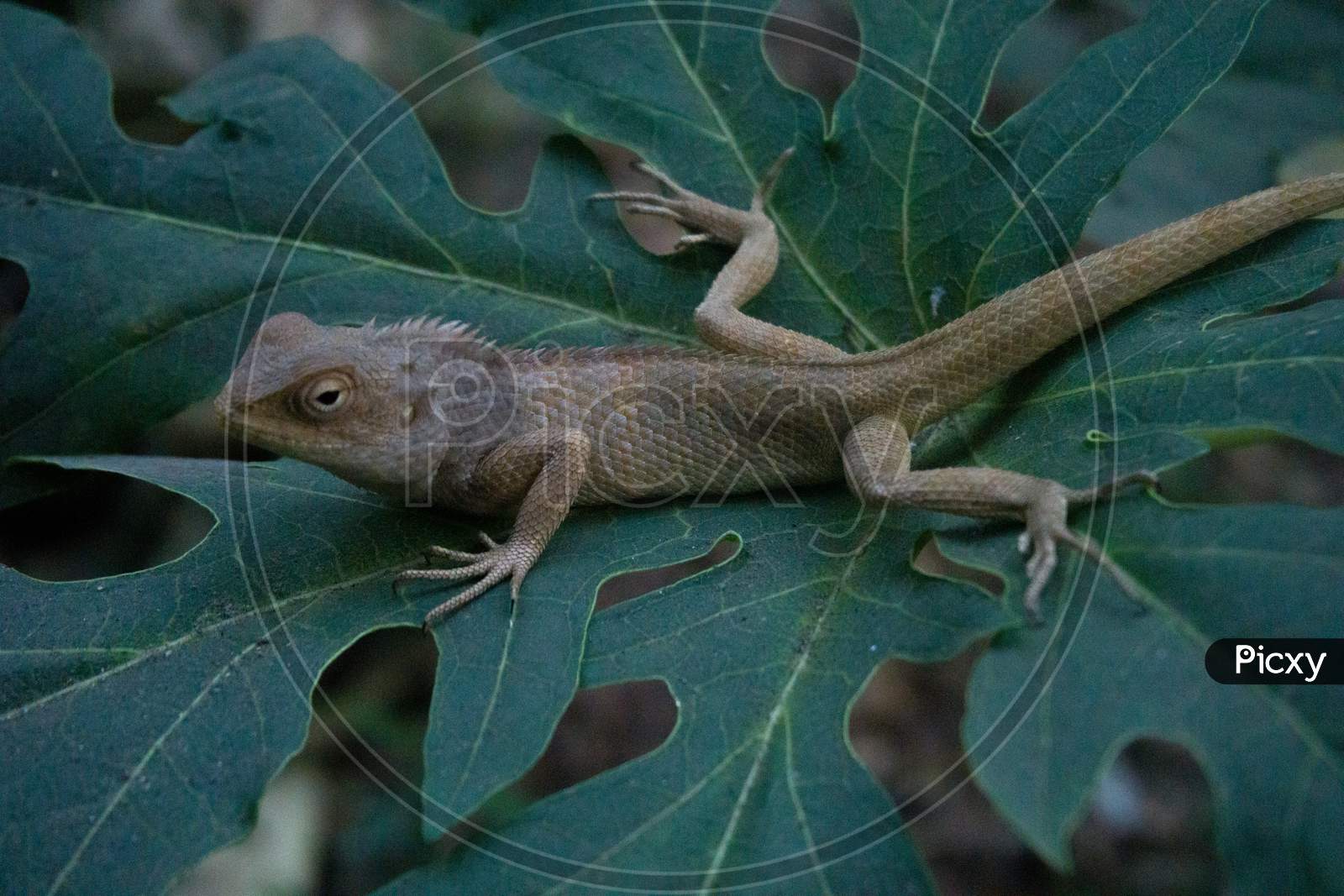 Chameleon Full Body Image , In This Image Chameleon Is Sitting In The Big Papaya Leaf , It Is Found In India