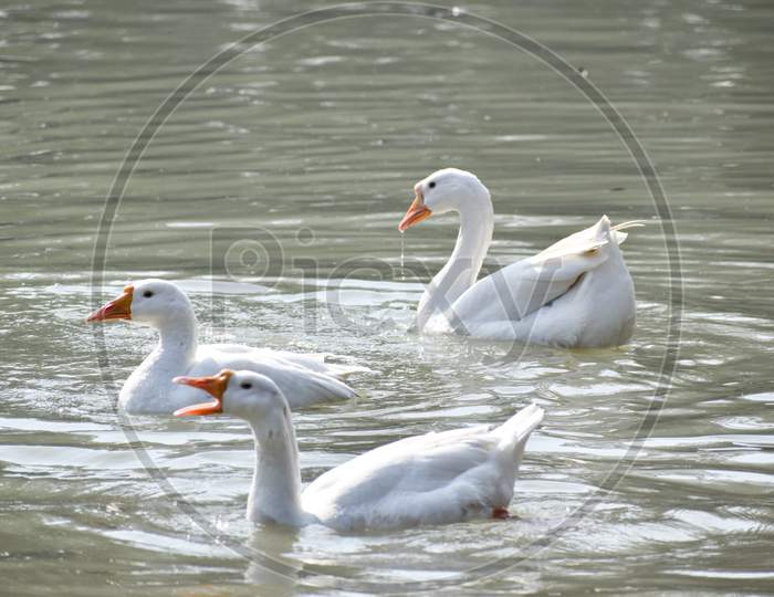 birds bathing at lake