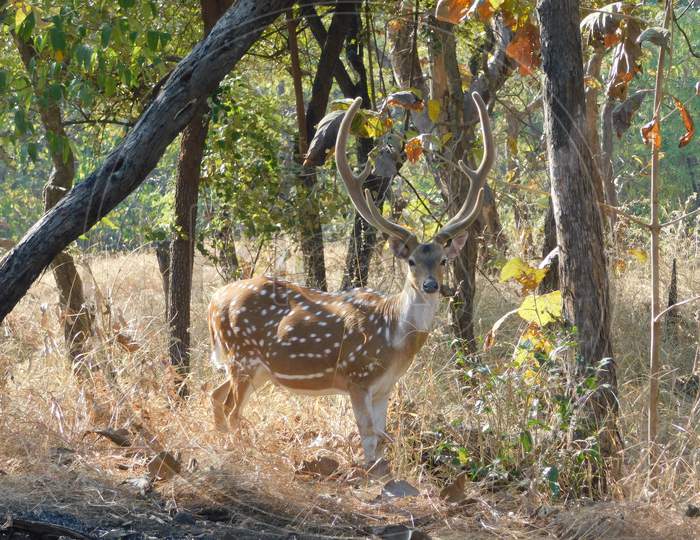 kankay gir forest , chital and the park parrot