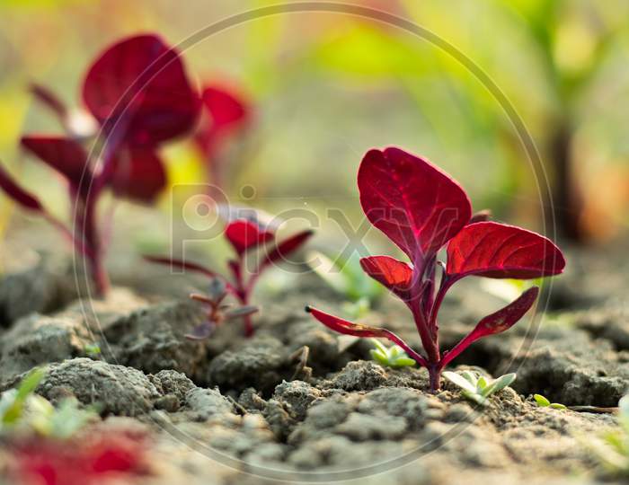 Deep Reddish Coloured Leaves Also Called Red Leafy Cheap Vegetable