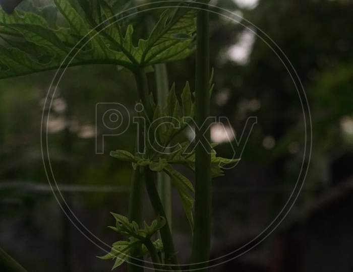 Papaya Tree Image , In This Image Low Light Of Photo And Small Leaf