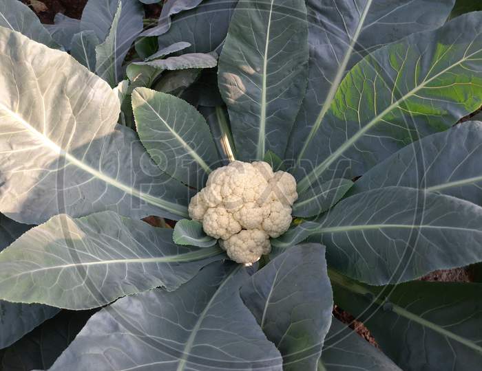 Cauliflower grows in organic soil in the garden on the vegetable area.
