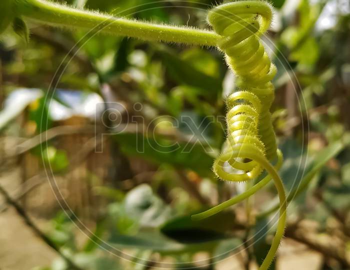 Green tendril of a plant