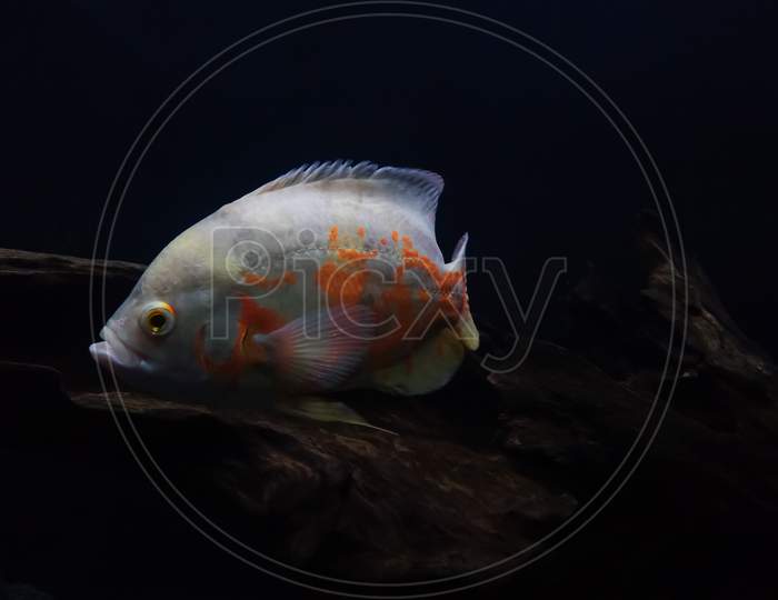 The oscar (Astronotus ocellatus) fish in an aquarium, Thiruvananthapuram Kerala