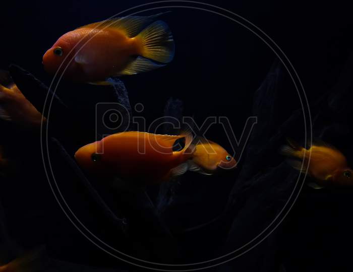 Blood-red Parrot Cichlid fish in an aquarium