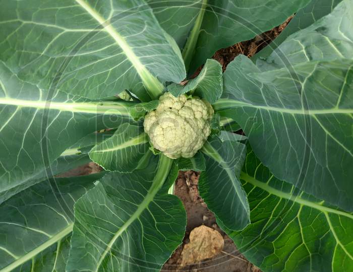 Cauliflower grows in organic soil in the garden on the vegetable area.