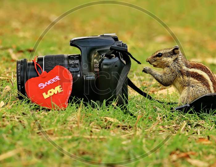 a Squirrel taking a picture