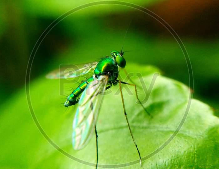 Green fly sitting on green leaf ,beautiful green fly