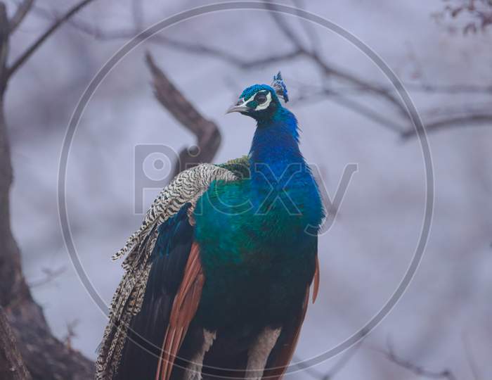 peacock - the national bird