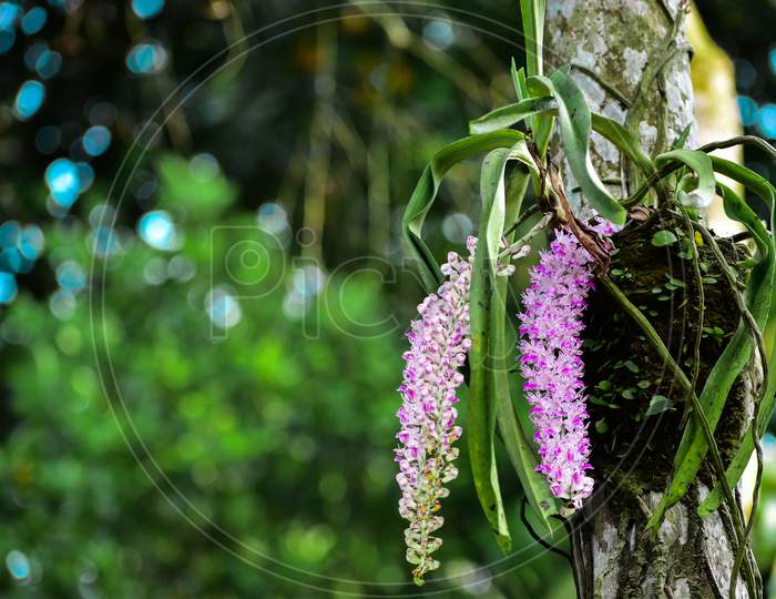 Rhynchostylis retusa also called foxtail orchid, Assamese name kopou phool |