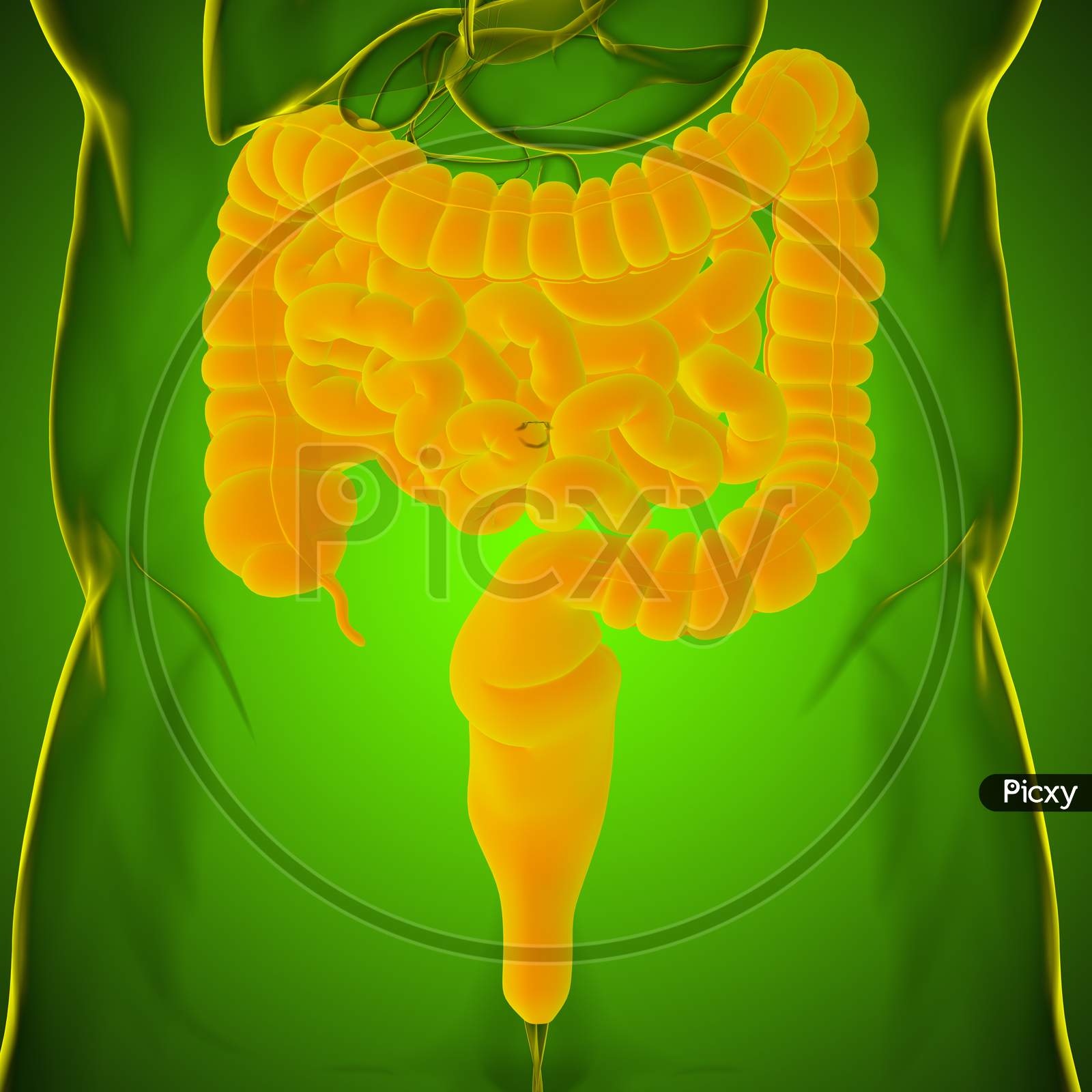 Small And Large Intestine 3D Illustration Human Digestive System Anatomy