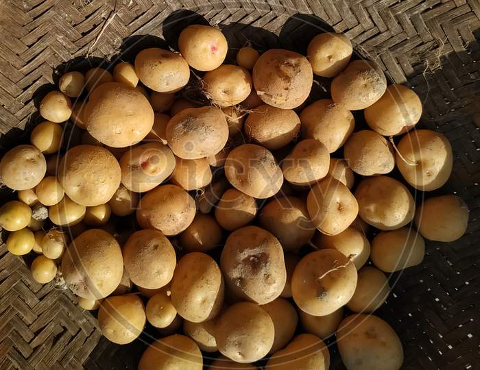 Freshly picked potatoes in a bamboo basket