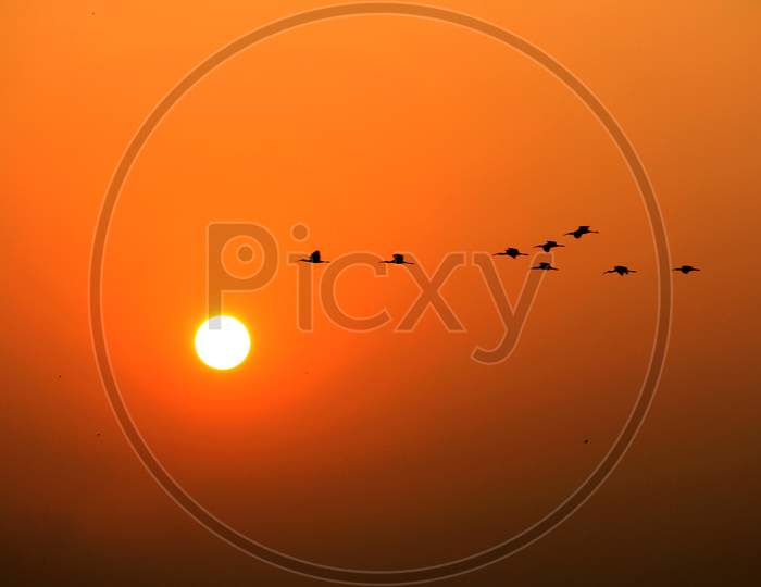 This is image of sunset bird flying.