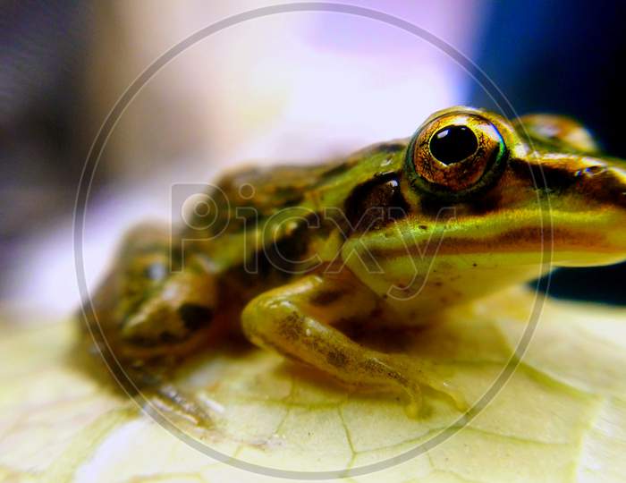 Green frog, beautiful  frog,frog eye