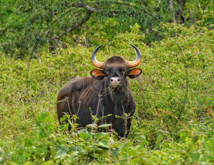 Indian Bull Gaur