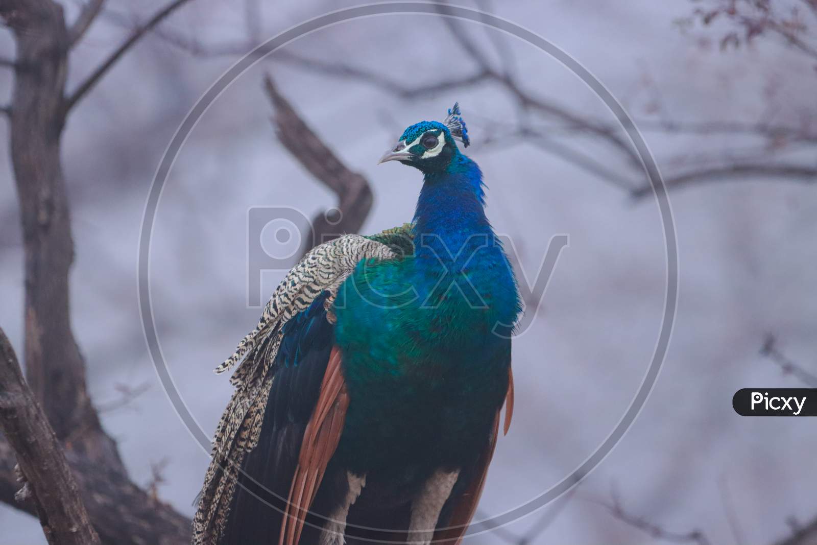 peacock - the national bird