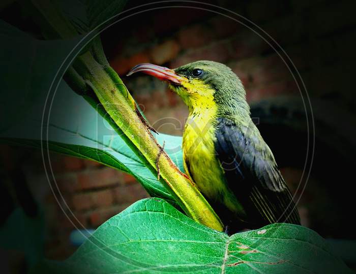 Sunbird,beautiful  sunbird, yellow and black sunbird