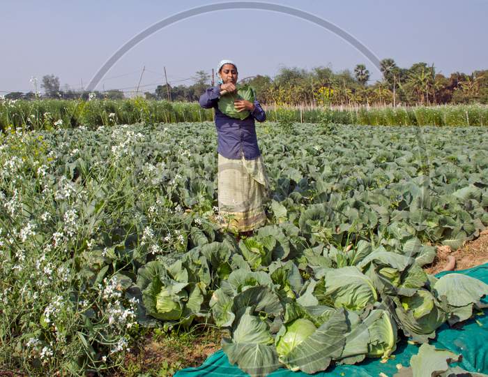 at cabbage farming