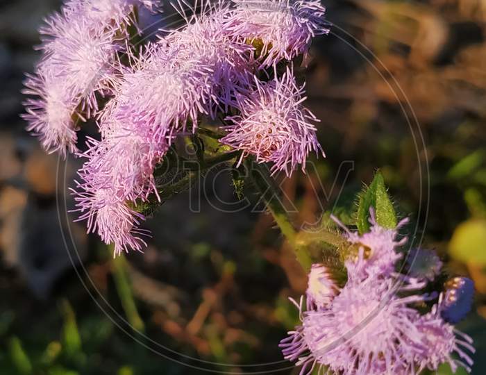 Wild flower in purple white color