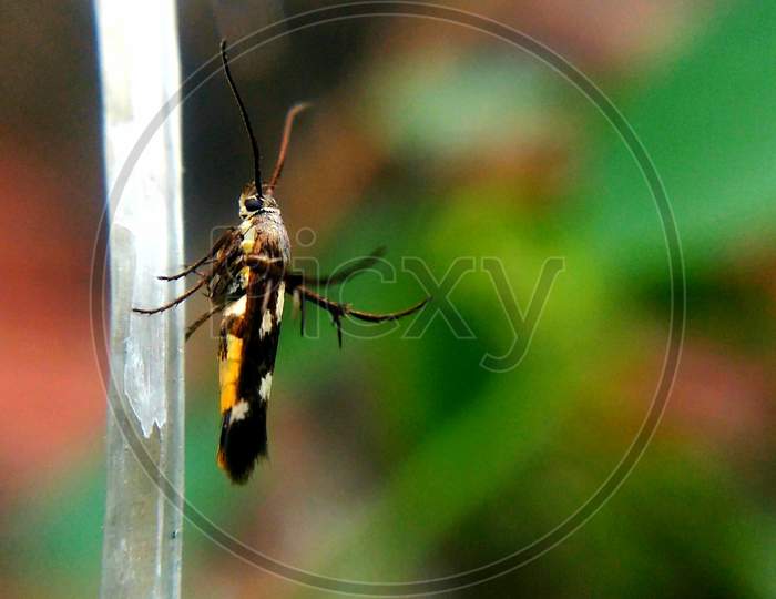Beautiful  mosquito, mosquito, yellow mosquito,yellow and black mosquito