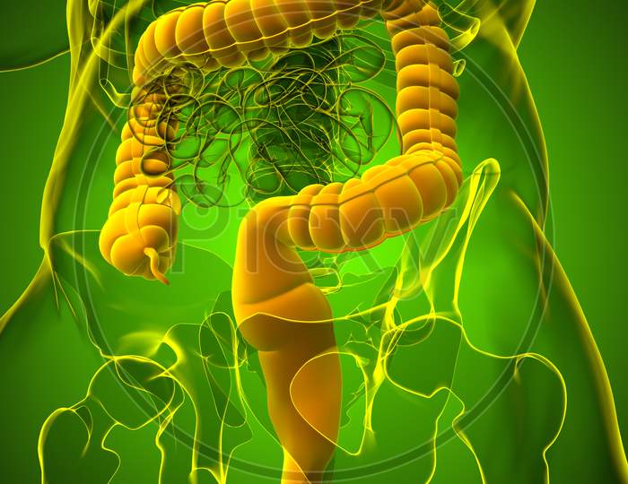 Large Intestine 3D Illustration Human Digestive System Anatomy