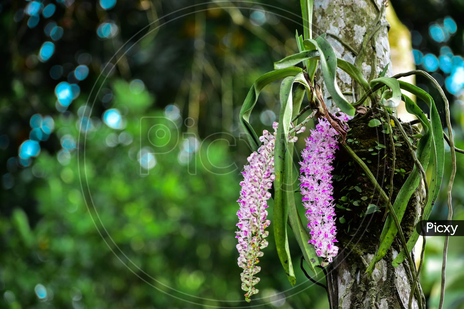 Rhynchostylis retusa also called foxtail orchid, Assamese name kopou phool |