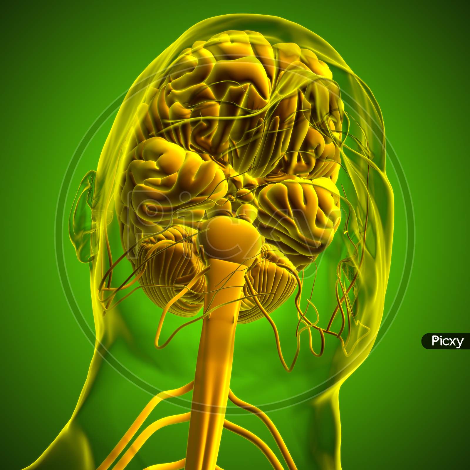 Human Brain Anatomy For Medical Concept 3D Rendering