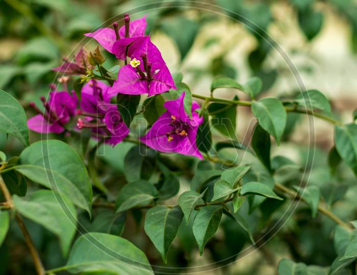 Great Purple Bougainvillea Or Paper-Flower Plant