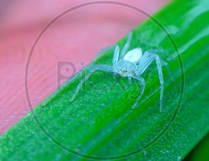 White spider,beautiful spider, spider on leaf