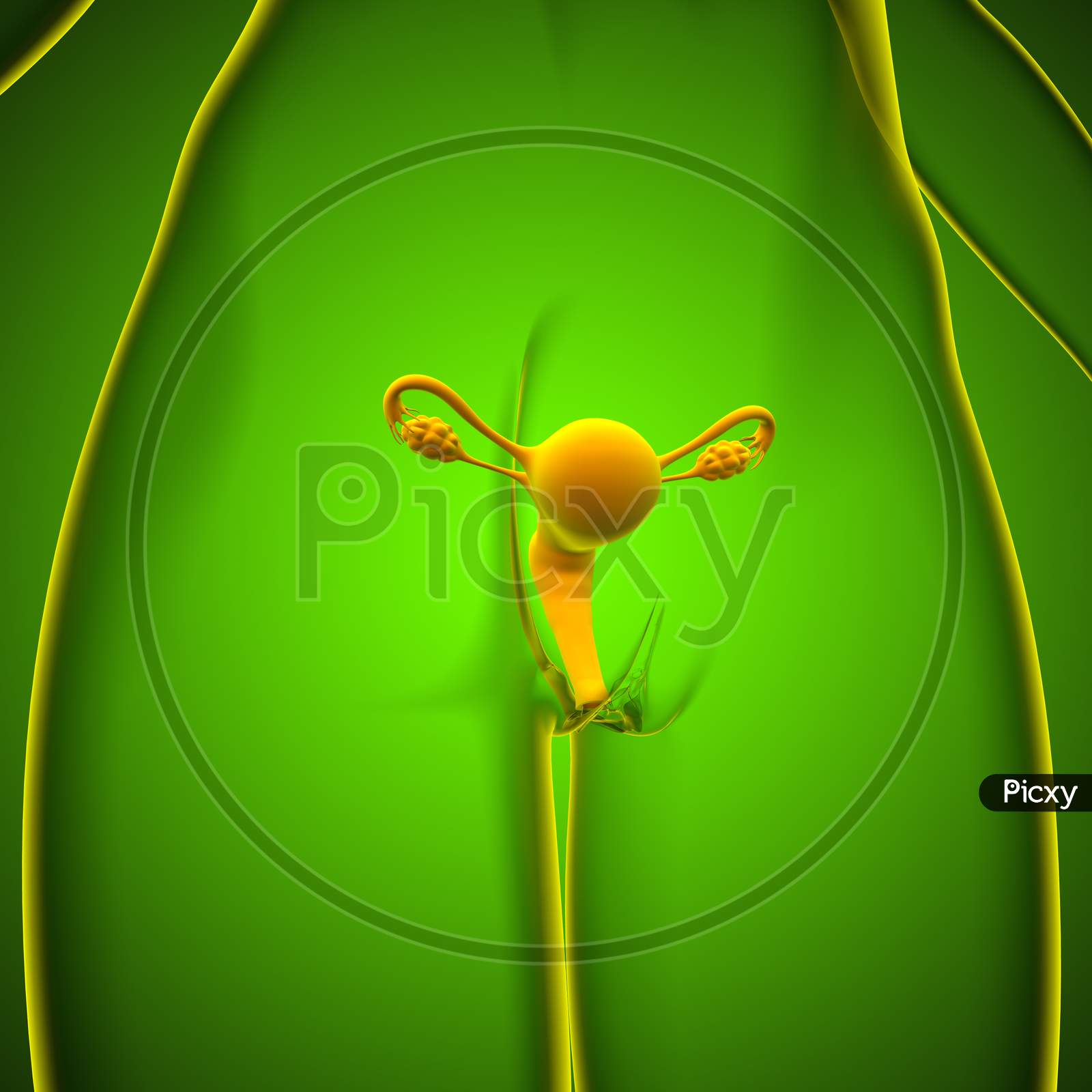Image Of Female Reproductive System Anatomy For Medical Concept 3d Re109184 Picxy 1625