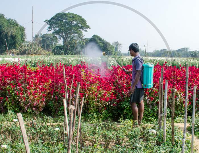 sraying pesticide at rural flower field in nadia