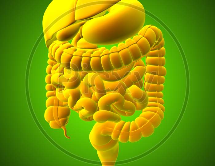 Human Digestive System Anatomy For Medical Concept 3D Rendering