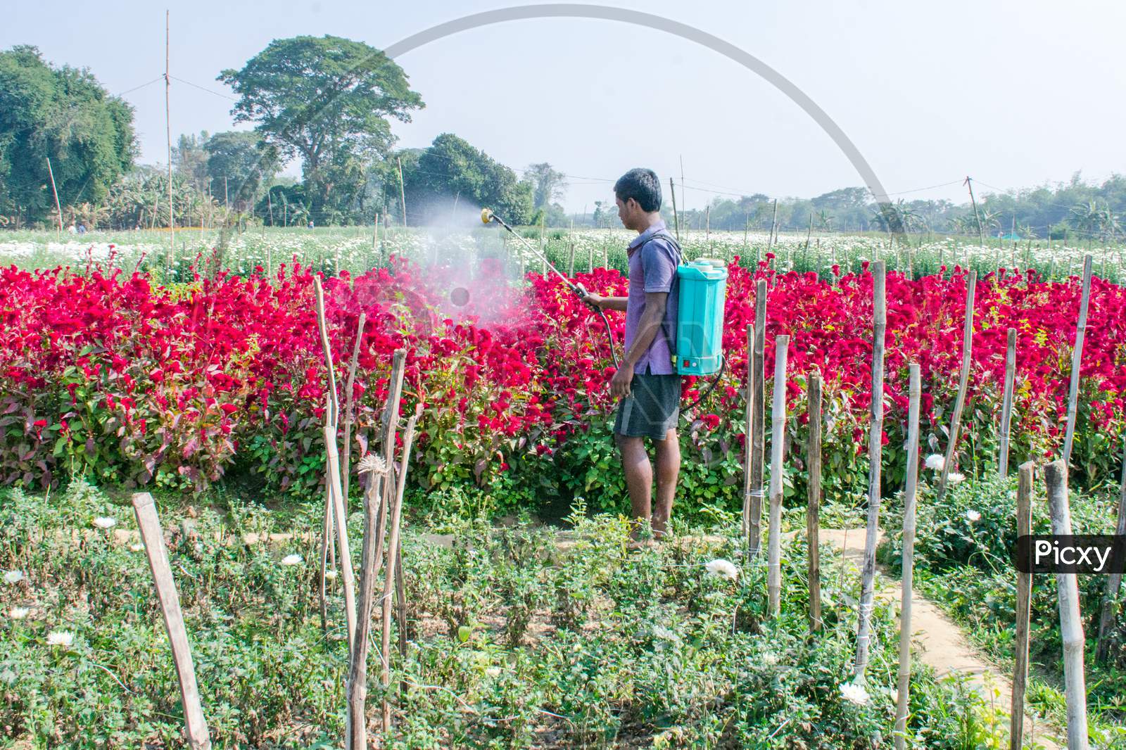sraying pesticide at rural flower field in nadia
