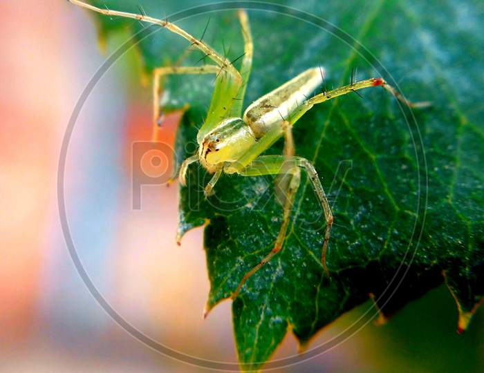 Beautiful  Green spider, spider on leaf, white and green spider