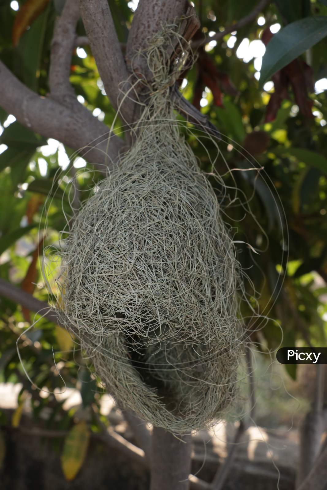 Bird Nest on tree.
