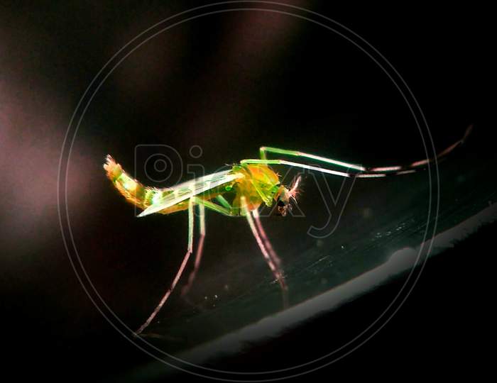 Green mosquito,mosquito, beautiful mosquito