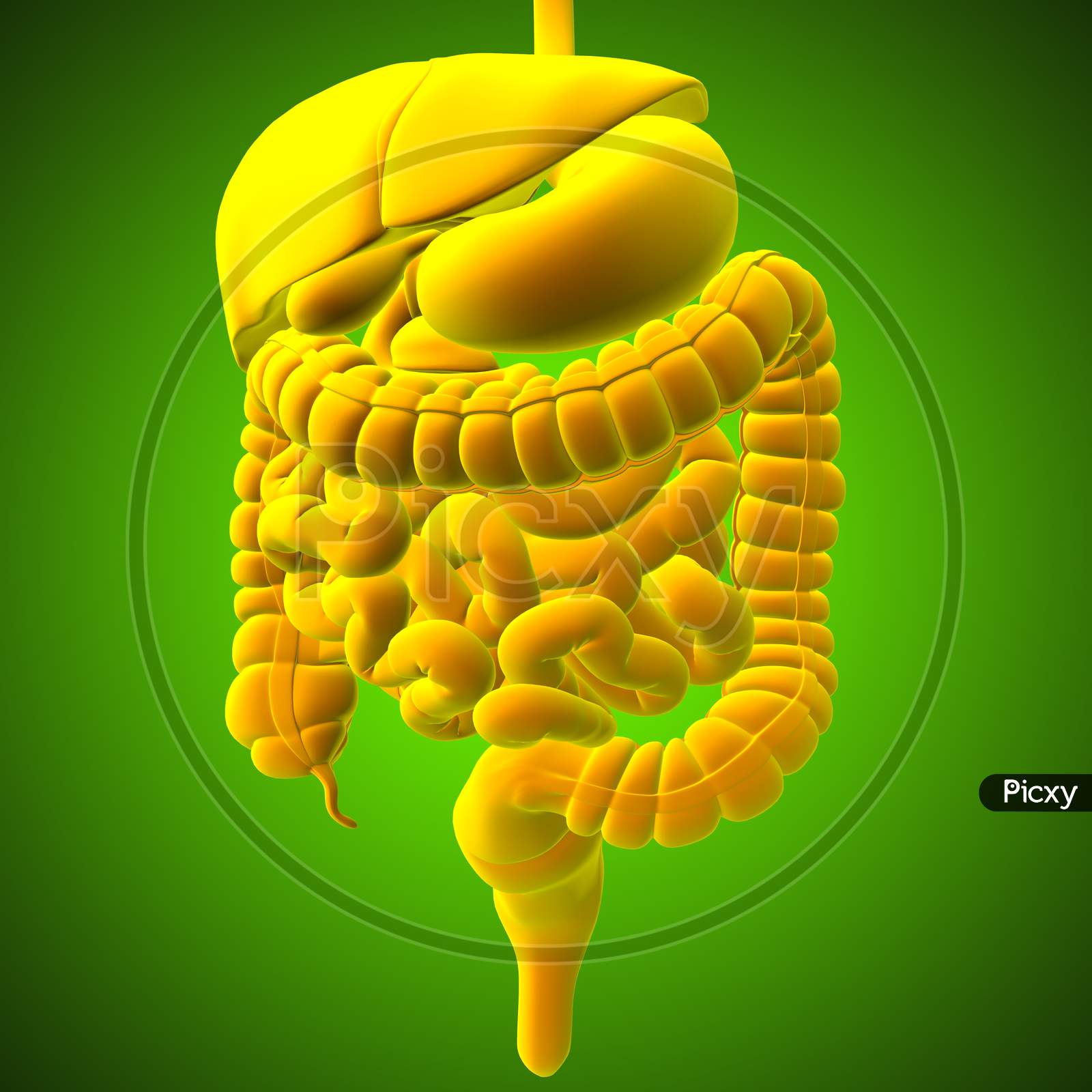Human Digestive System Anatomy For Medical Concept 3D Rendering