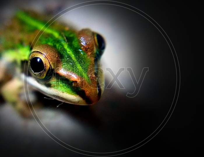 Green frog, beautiful  frog,frog eye