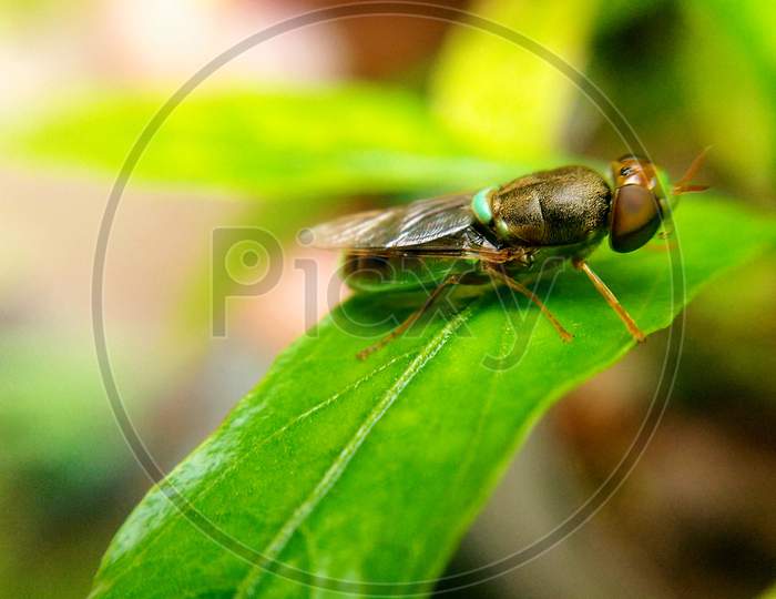 Green fly, Green bee, beautiful  fly, beautiful  bee