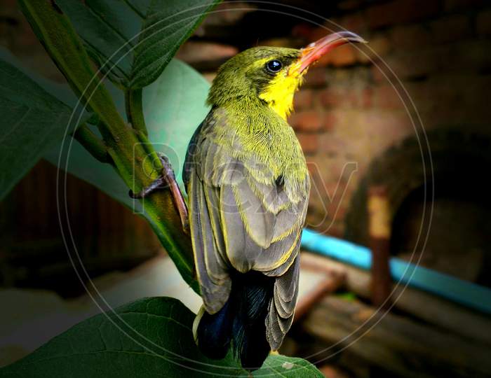 Sunbird,beautiful  sunbird, yellow and black sunbird