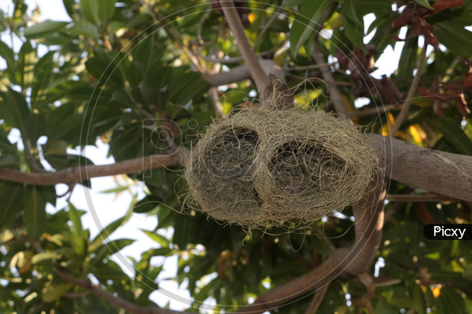 Bird Nest on tree.