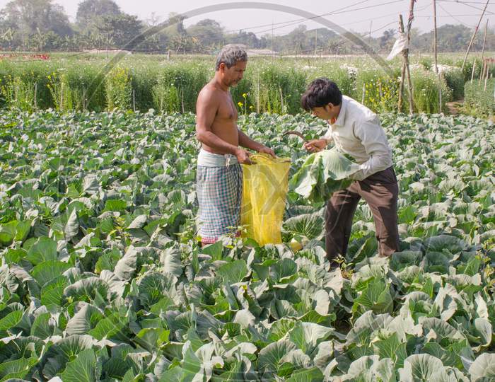 at cabbage farming