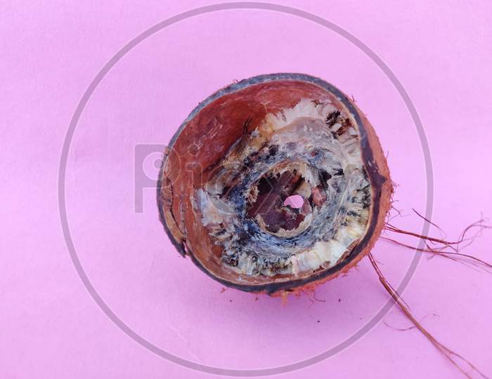 Fully Rotten Half Coconut Shell Isolated On Pink Background.