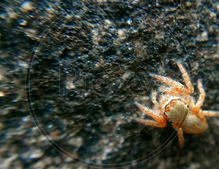 Beautiful spider,spider on wall, white yellow and red spider