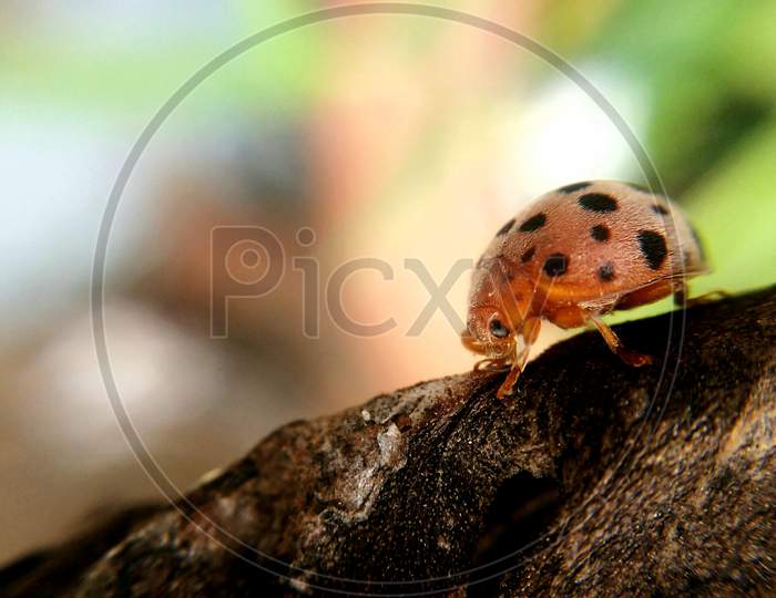 Female  bug, beautiful bug, bug on dry leaf