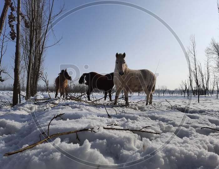 A beautiful view of wild horses amid of huge snow covered field in Kashmir.