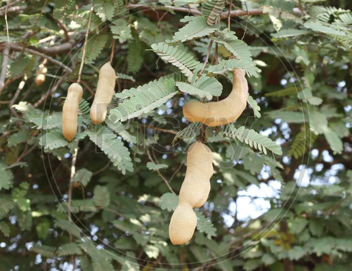 This is a tamarind tree