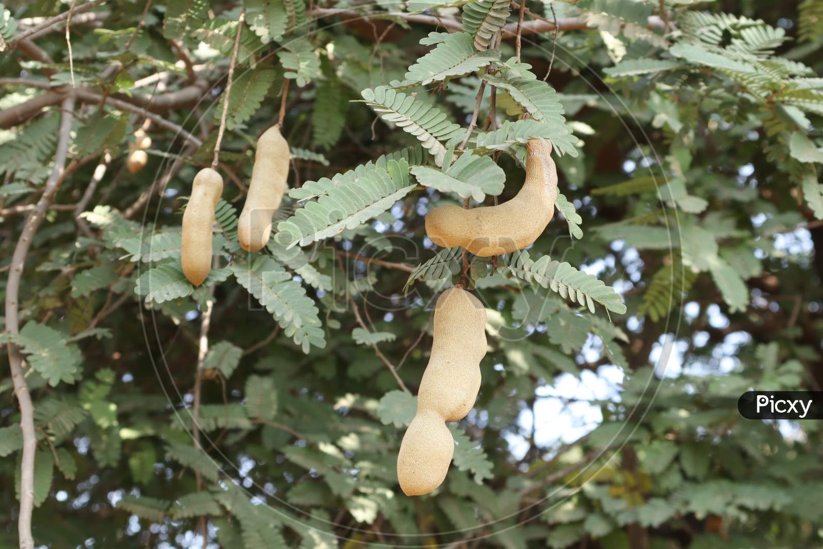 This is a tamarind tree