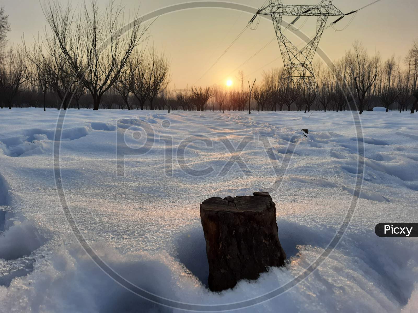 A rebounding view of stem of plum tree amid of snow covered field and backed sunset view in Kashmir.